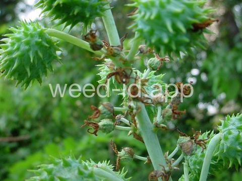 castorbean